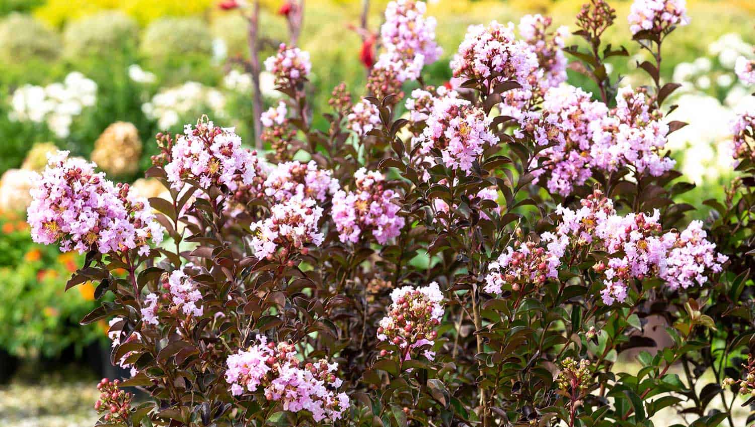 折边黑纱花朵的特写照片三角洲微风Crapemyrtle