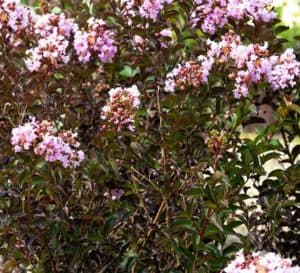 折边黑纱花朵的特写照片三角洲微风Crapemyrtle