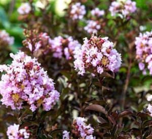 折边黑纱花朵的特写照片三角洲微风Crapemyrtle