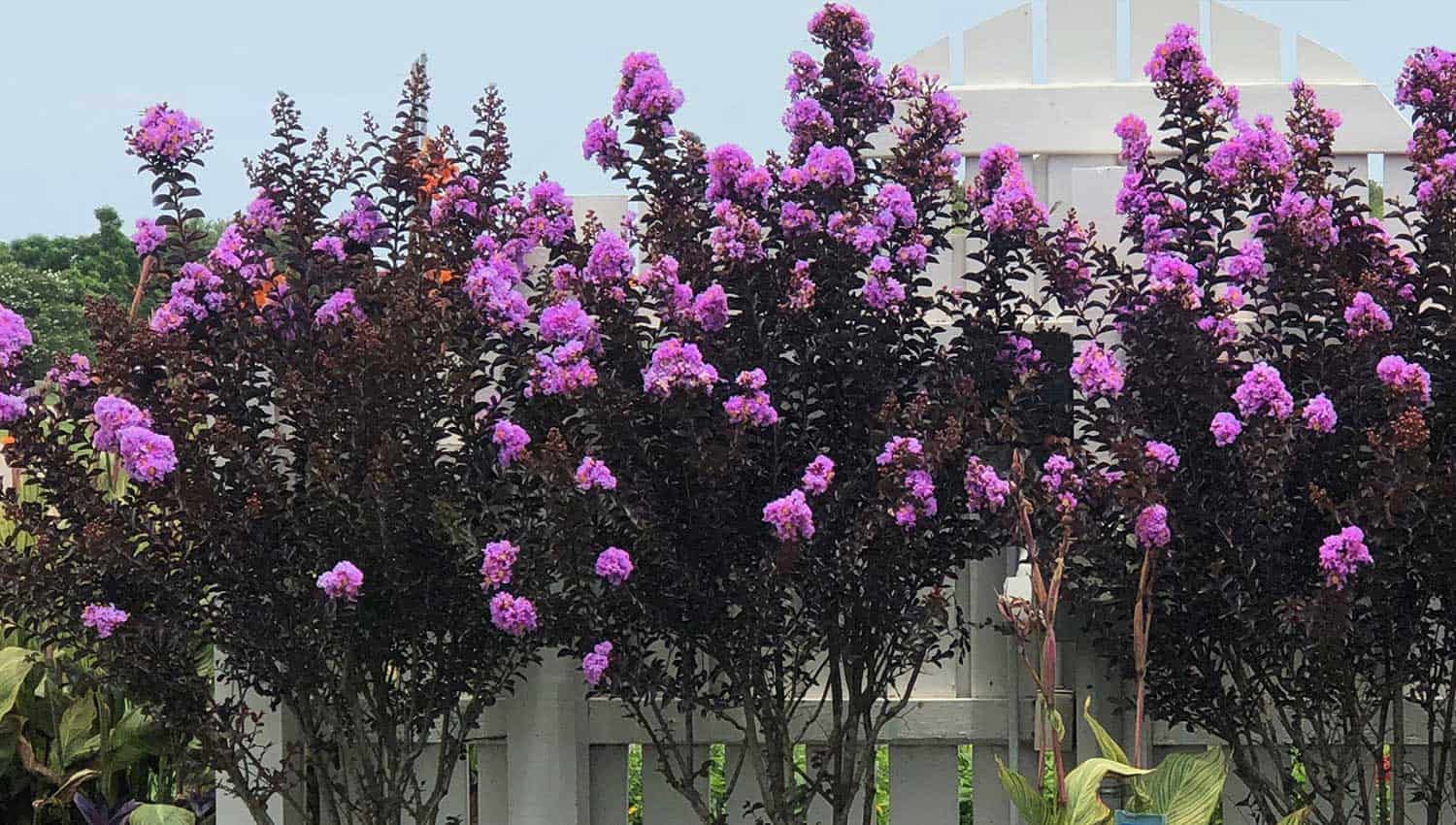 对冲排三角洲Eclipse Crapemyrtle连续增长,沿着白色尖桩篱栅高