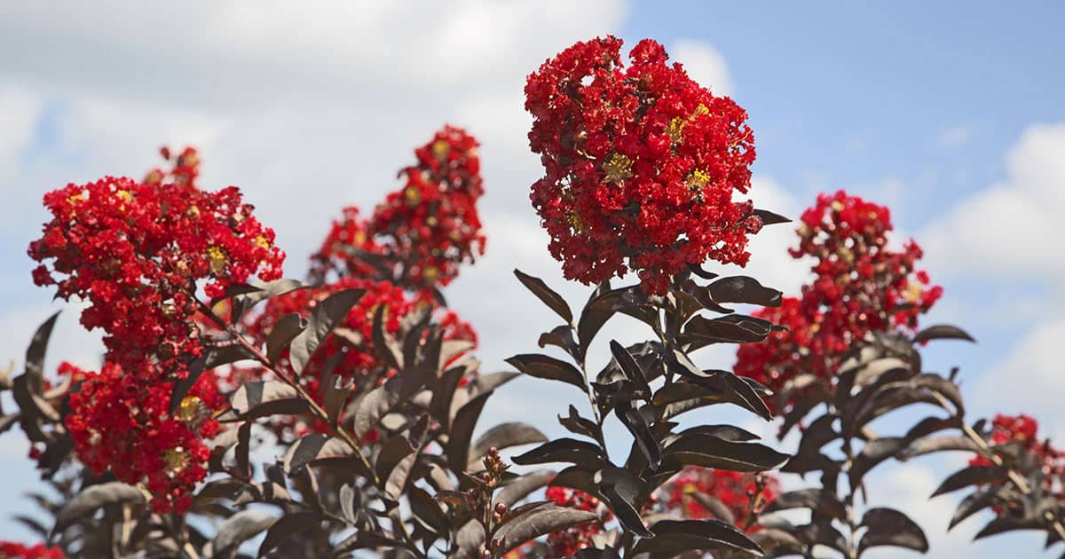 鲜红的花朵的特写三角洲火焰Crapemyrtle及其黑暗勃艮第树叶对明亮的蓝色天空