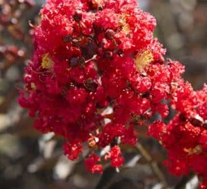 三角洲火焰熊对比生动地以其独特的深红色的花朵,黑暗的勃艮第,弯曲的叶子