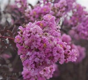 Crapemyrtle对冲由三角洲紫红色的粉红色薰衣草开花和黑巧克力folaige