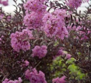 Crapemyrtle对冲由三角洲紫红色的粉红色薰衣草开花和黑巧克力folaige