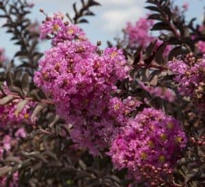 Crapemyrtle对冲由三角洲紫红色的粉红色薰衣草开花和黑巧克力folaige