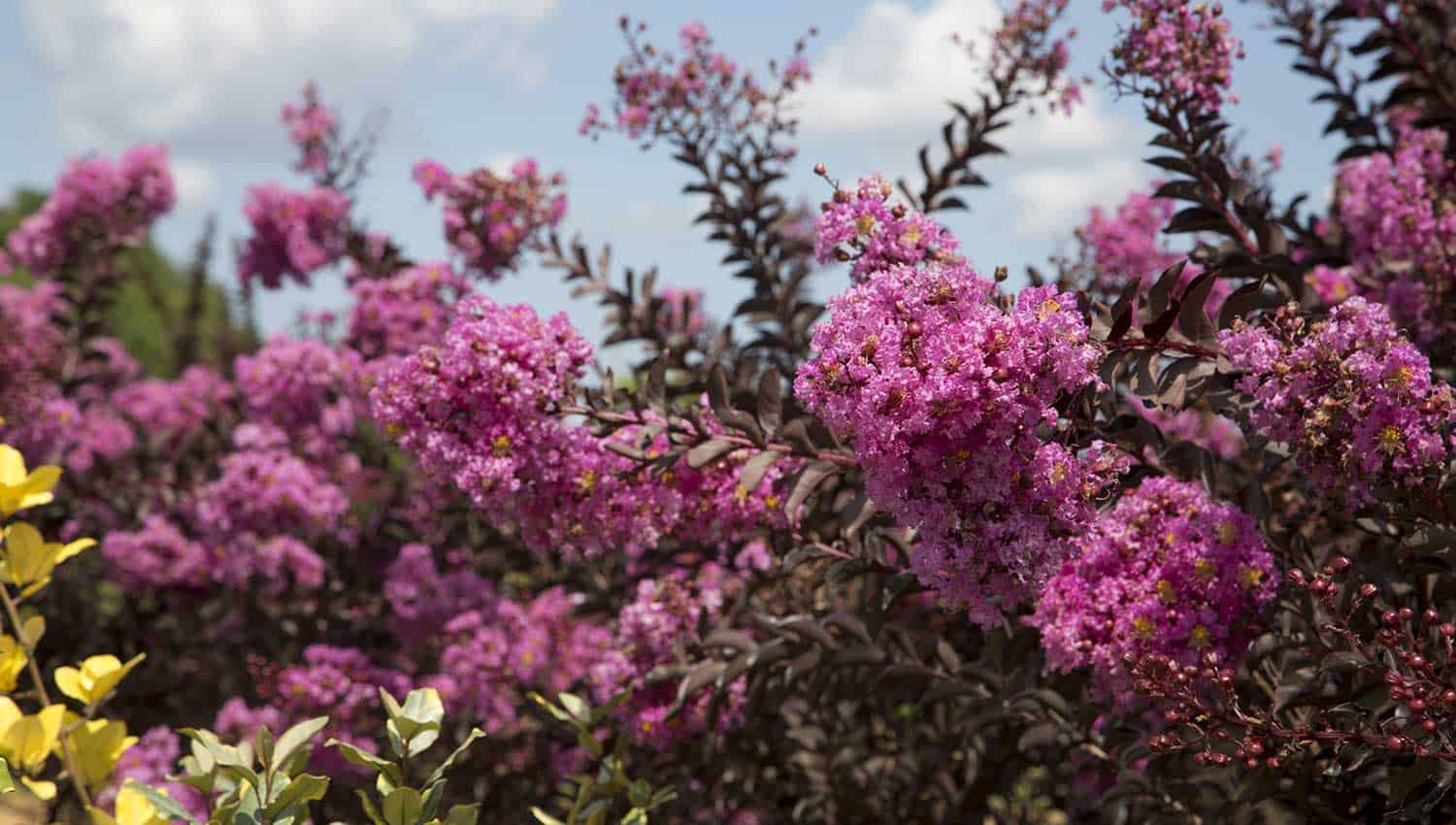 Crapemyrtle对冲由三角洲紫红色的粉红色薰衣草开花和黑巧克力folaige