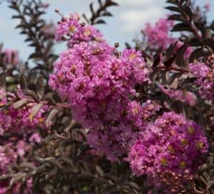 Crapemyrtle对冲由三角洲紫红色的粉红色薰衣草开花和黑巧克力folaige