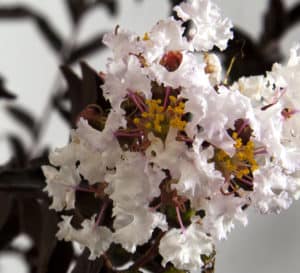 特写德尔塔月光紫薇与炫目的白色花朵和酒红色的叶子