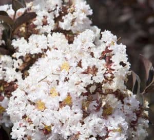 三角洲月色开出艳丽的白色花朵，与它独特的深紫红色弯曲叶片形成鲜明对比