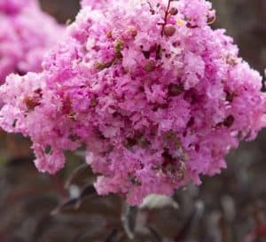 Crapemyrtle对冲由三角洲紫红色的粉红色薰衣草开花和黑巧克力folaige