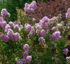 早鸟薰衣草紫薇与丰富的薰衣草花朵