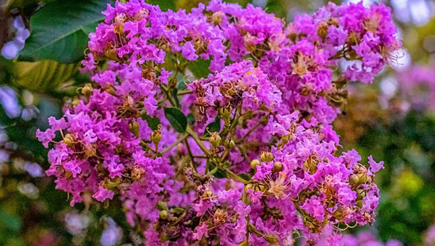 媒介粉红色和黄色皱的花朵中心充分绽放头像桑德拉Crapemyrtle小姐