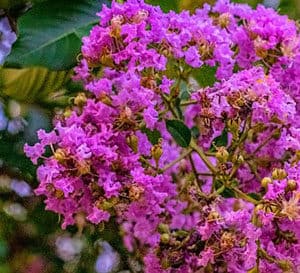 紫薇被选为精英紫色的花朵颜色和直立紧密的生长习惯。浓密的树冠上有迷人的持久绿色叶子