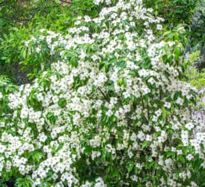 中国皇后山茱萸树覆盖在数以百计的四瓣花