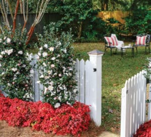 白色尖桩篱栅大门两旁的红色树叶腮红粉色南天竹属和灵感10月神奇的山茶花