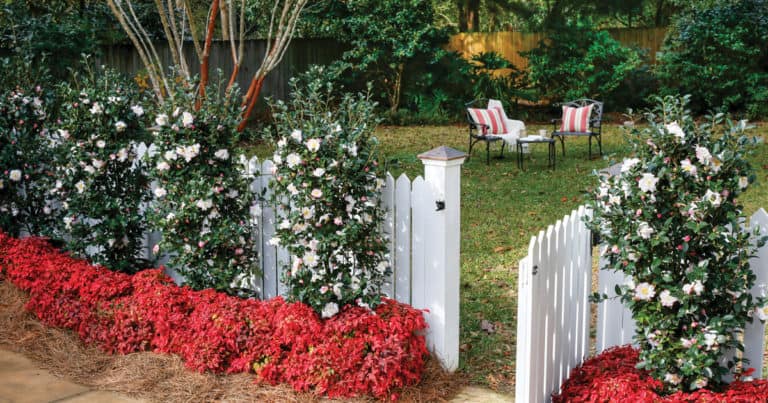 白色的尖桩栅栏与门衬红树叶腮红粉红南迪娜和灵感十月魔法山茶花