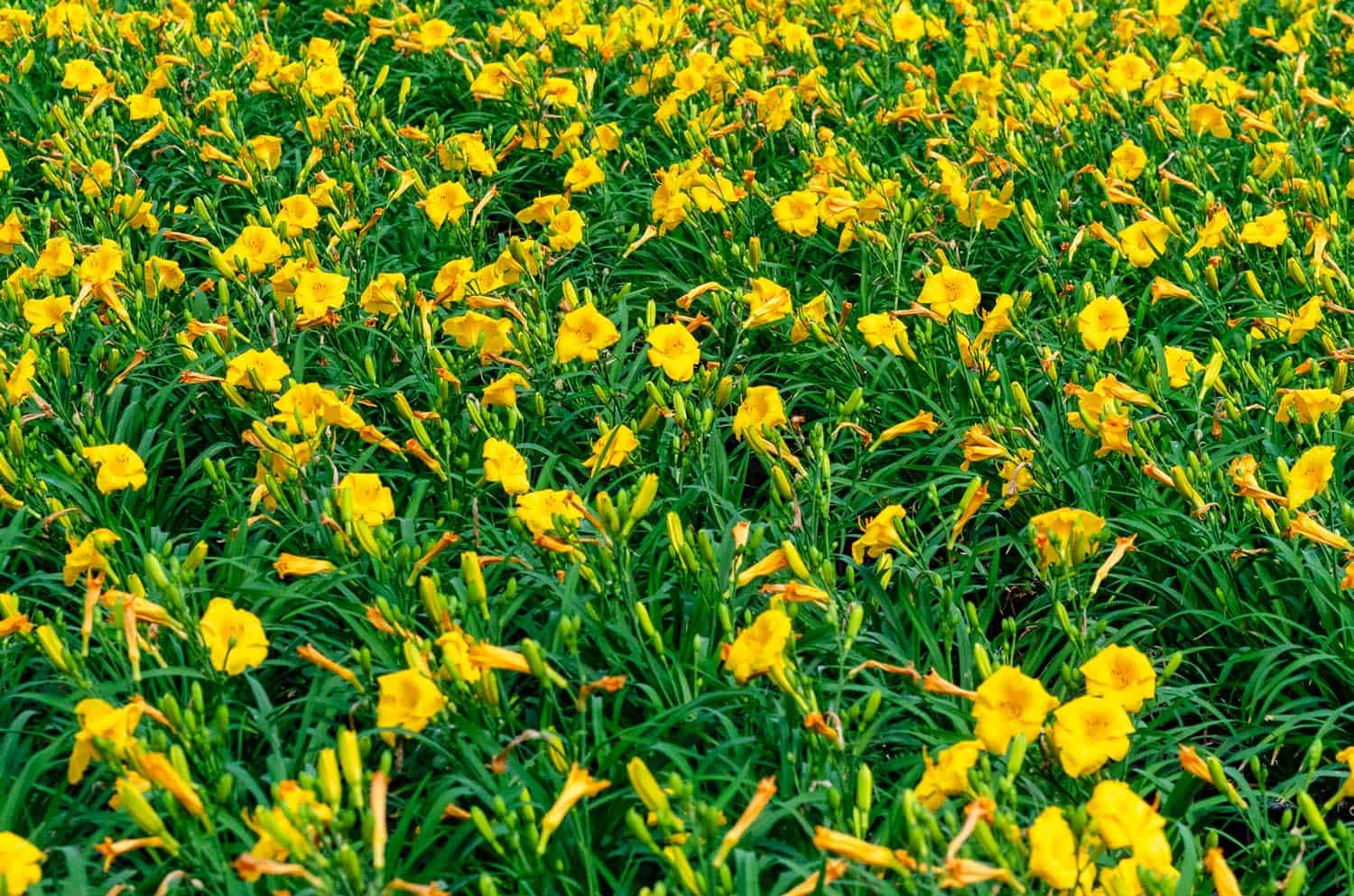 很多很多金黄色的黄花菜花盛开在鲜绿色的花朵上