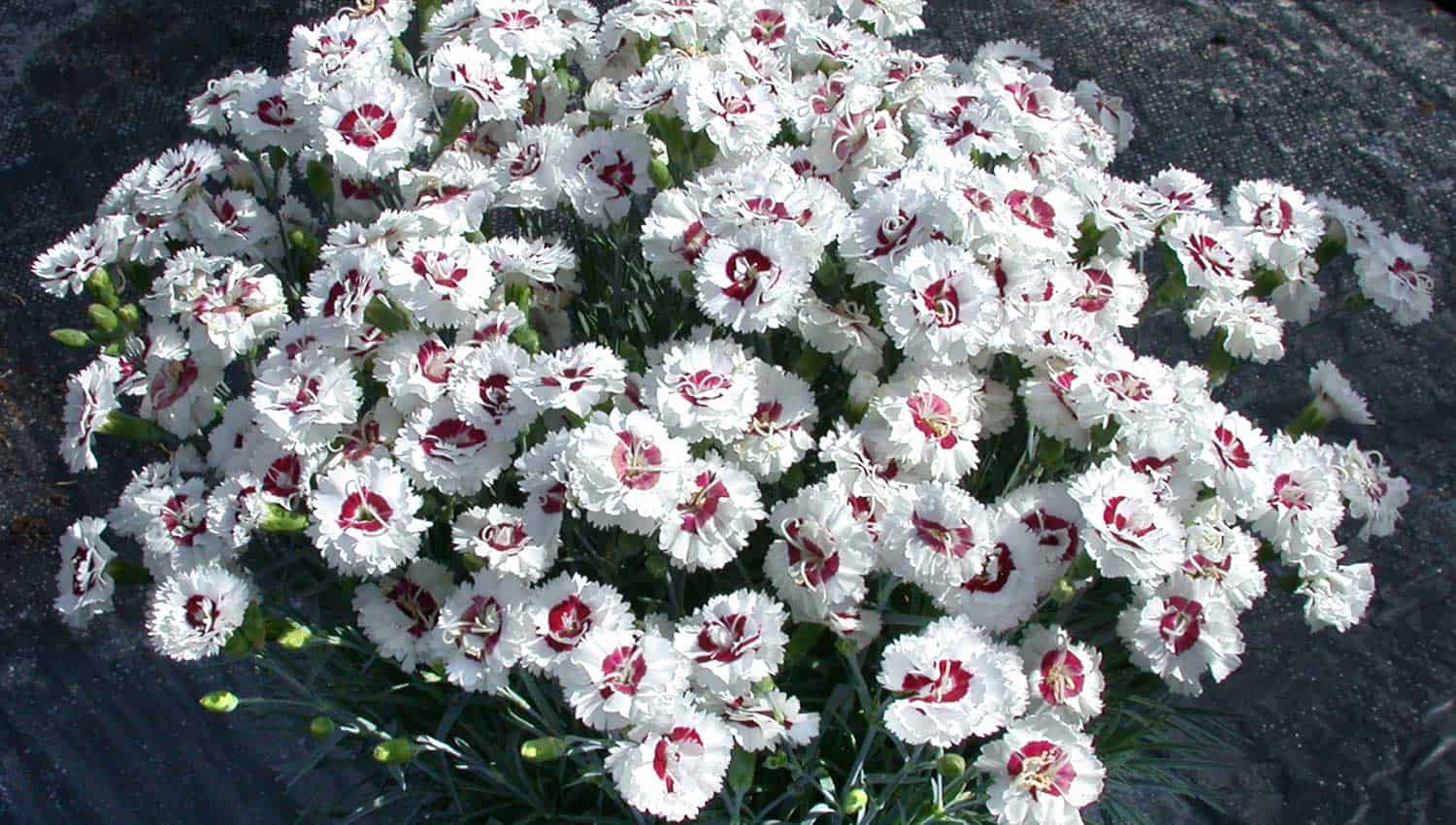 Pure white petaled blooms with red centers fill the frame of a plant called Coconut Surprise Dianthus