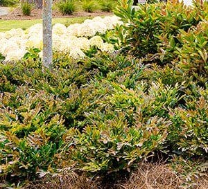 大量种植用青铜铸Distylium床大的一个花园盛开的白色绣球花的背景下松树的树冠爱游戏在线登入