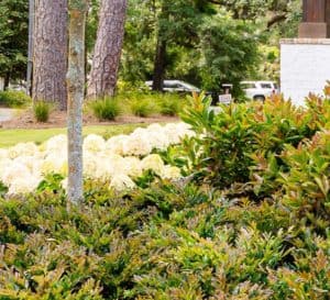 大量种植用青铜铸Distylium床大的一个花园盛开的白色绣球花的背景下松树的树冠爱游戏在线登入