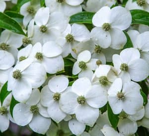 Close-up on white flowers of Empress of China Dogwood