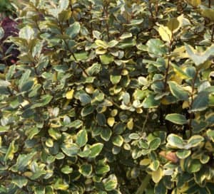 橄榄色马提尼与金色边缘充满活力的叶子。