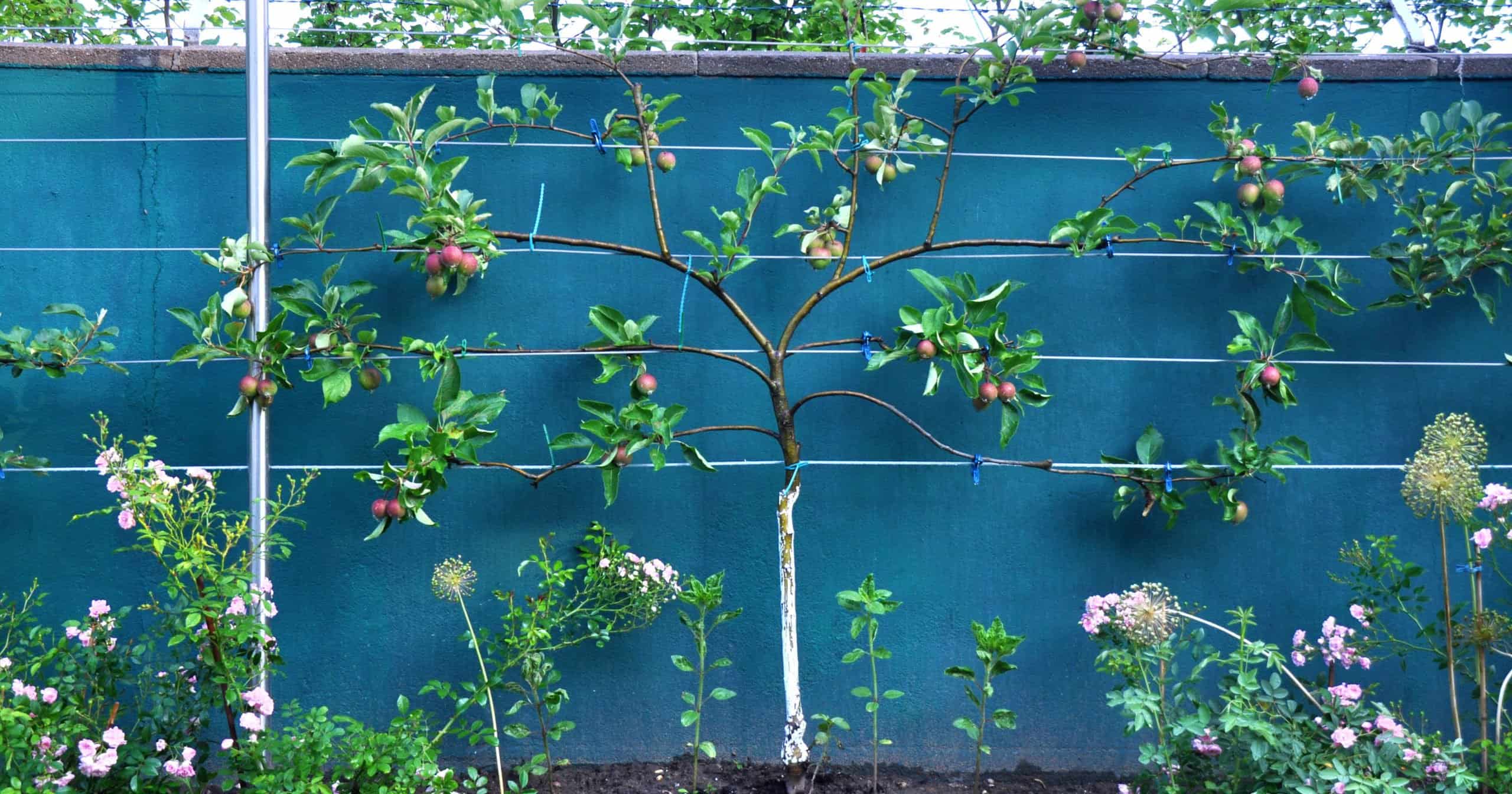 埃斯帕利尔形状的苹果树修剪沿篱笆
