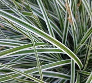 Carex EverColot Everest带有白色条纹叶子
