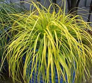 院子里蓝色花盆里的Carex EverColor Everillo