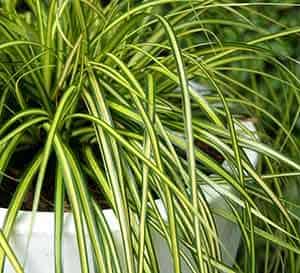 Carex Eversheen