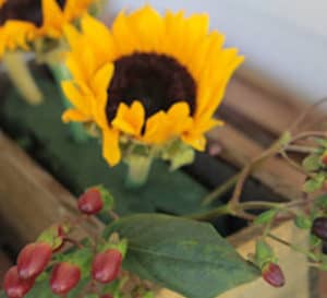 大的黄色向日葵和咖啡豆与棕色中心压成花卉泡沫在木制中心