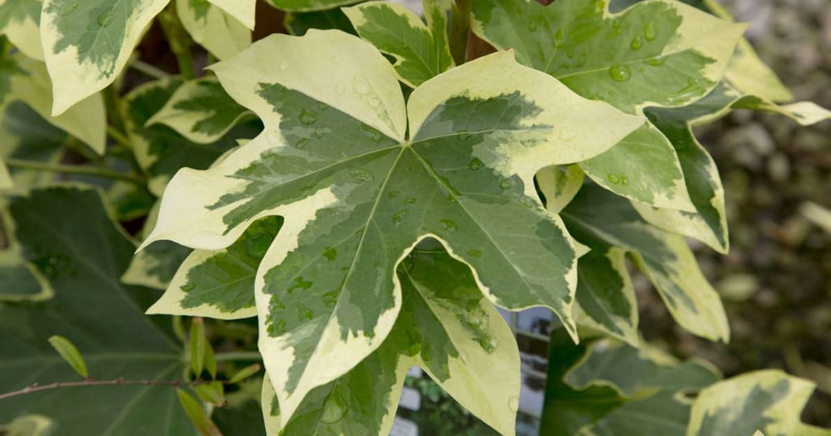 绿色和奶油色组合成的斑叶Ivy-shaped Angyo明星Fatshedera叶子