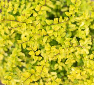 Close up of Sunshine Ligustrum with vibrant yellow foliage