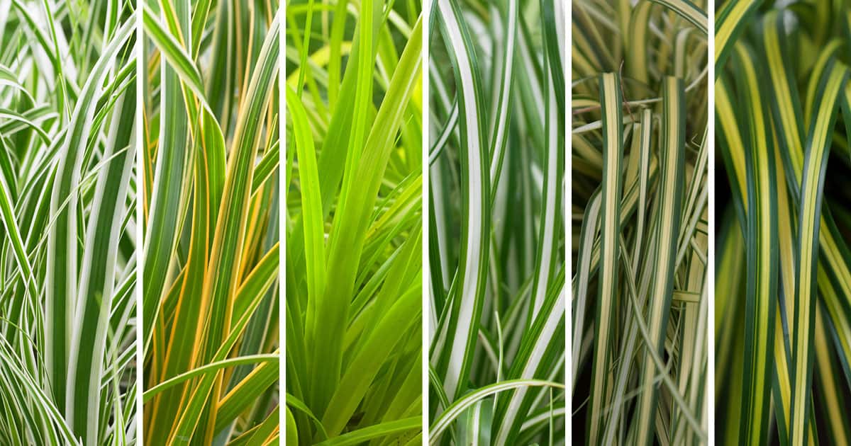 5种绿色，白色和金色条纹的观赏草的拼贴画