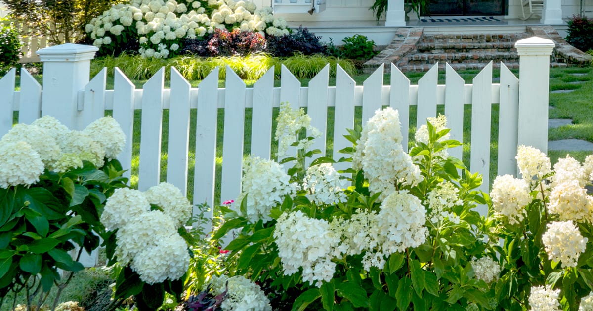 白色婚礼绣球花旁边的篱笆前院
