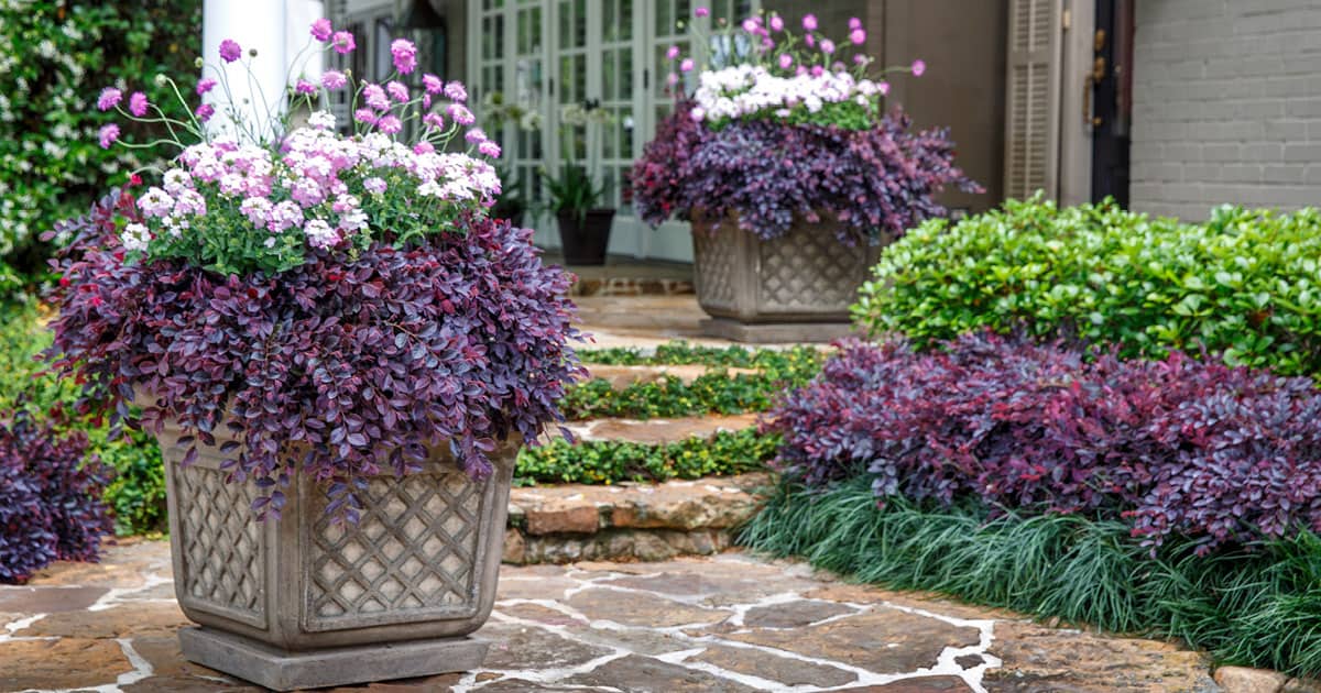 锅的紫色遐想和白色EnduraScape庭院景观