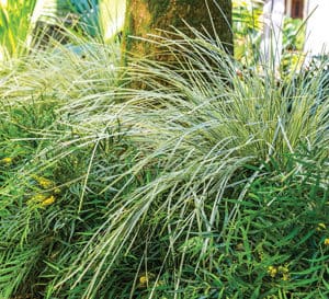 Carex和Soft Caress Mahonia一起在花园景观中爱游戏在线登入