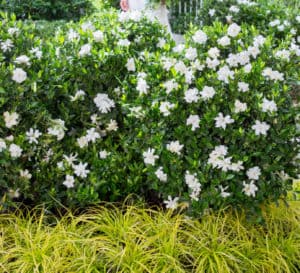 Jubilation Gardenia shrubs with bright Everillo EverColor Carex ornamental grass in front