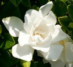 Jubilation Gardenia bloom cluster amongst shiny dark green foliage