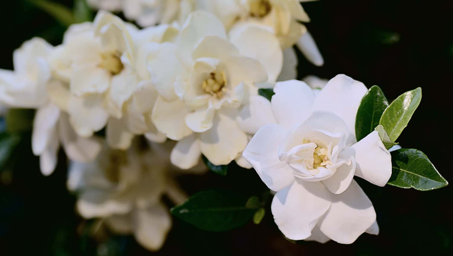 一群光滑的白色庆祝栀子花盛开的花在一个黑暗的背景下爱游戏在线登入