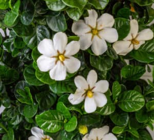 钻石塔尖生产芳香，单花白色晚春至秋季