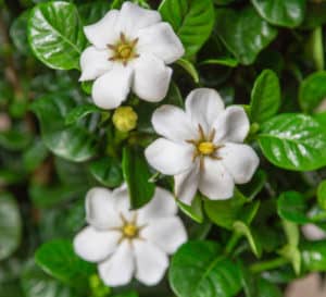 钻石尖顶产生芳香,白色花朵春末通过下降