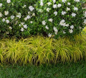 庭院景观与欢乐栀子花和Carex Evercolor Ever爱游戏在线登入illo