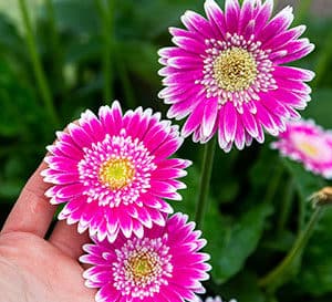 一只手握着花朵的花园宝石非洲菊与热粉红色的花瓣和磨砂白爱游戏在线登入色尖端