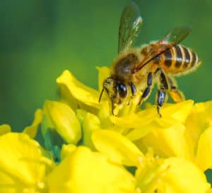 蜜蜂为黄花授粉