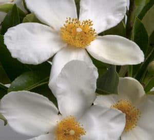 甜茶菊，白色花朵，中心为黄色