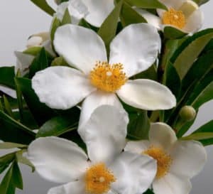甜茶Gordlinia白色的花朵和黄色的中心