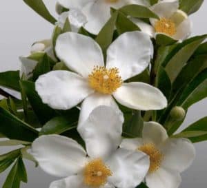 大朵白色花，中心为黄色，底色为深绿色，叶长而尖