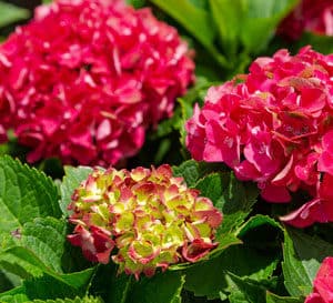 Red and yellow-green Hydrangea panicles with bright green foliage