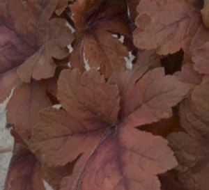 南瓜香料Heucherella丰富的红色和橙色裂片叶子的叶子上的特写与更深的红色脉
